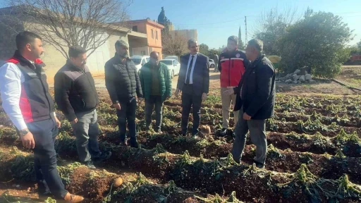 Adana İl Tarım ve Orman Müdürlüğü 3 günde 500 bin dekar alanı taradı
