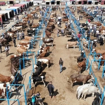 Afyonkarahisar’da ki hayvan pazarlarında kurbanlık denetimleri sürüyor
