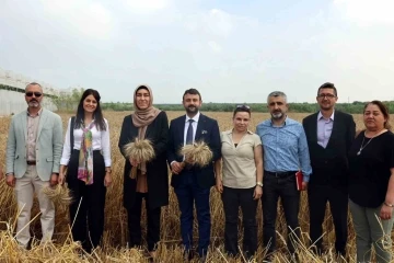 Akdeniz’de ekmeklik yakamoz buğdayının hasadı yapıldı
