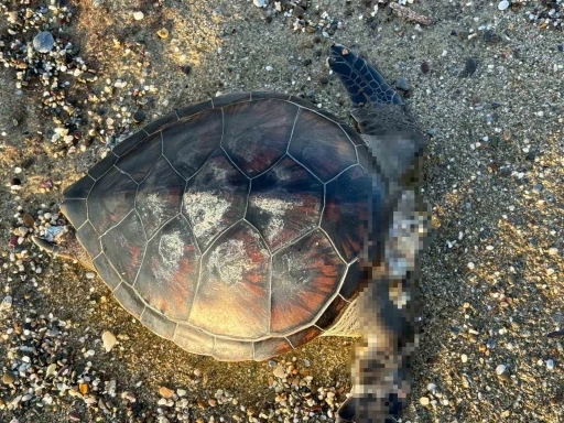 Alanya’da caretta caretta ölüsü bulundu
