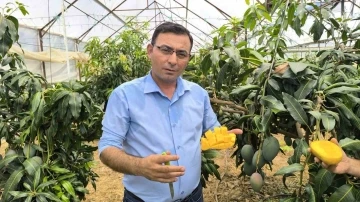 Alanya’da mango hasadı başladı
