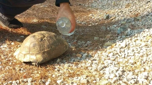 Yangından Kaçan Kaplumbağaya Yardım Eli