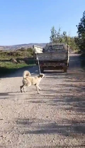 Amasya Valiliği’nden ’köpeğe eziyet’ açıklaması: “Şüpheli yakalandı”
