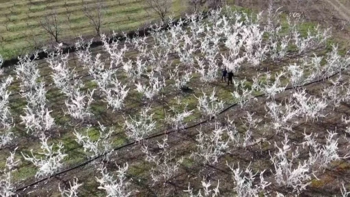 Amasyalı çiftçi 400 ağacı aşırı soğuktan korumak için dondurdu, görenler şaştı kaldı
