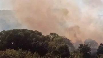 Anızdan ormana ve ayçiçeği tarlasına sıçrayan yangın söndürüldü
