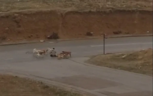 Ankara’da başıboş köpekler yere yatırdıkları vatandaşı defalarca ısırdı
