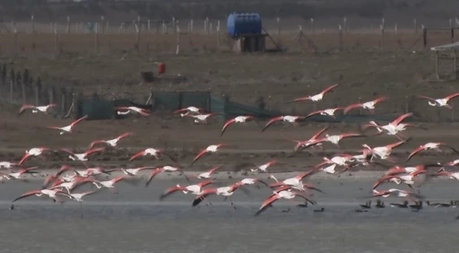 Ankara’da konaklayan flamingoların yaşam alanı tehdit altında
