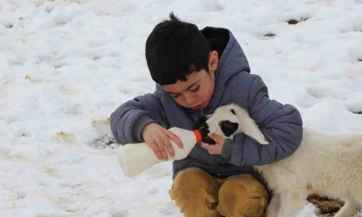 Annelerinin reddettiği kuzular biberon ile besleniyor
