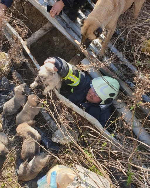 Antakya’da çukura düşen yavru köpekleri itfaiye kurtardı
