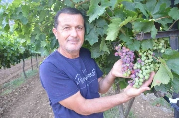 Antalya’da üzümde bu yıl yüzde yüz rekolte bekleniyor
