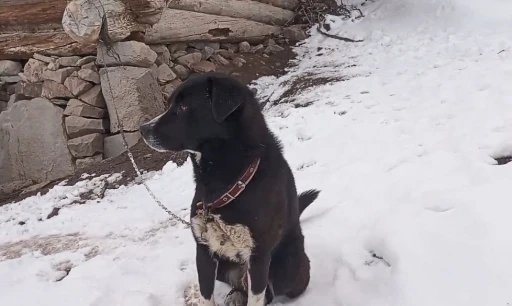 Artvin’de kurt sürüsüyle tek başına mücadele eden köpeğin sahibi yaşanan o anları anlattı
