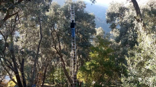 Artvin’de lezzet ödüllü Butko Zeytini’nin hasadı sürüyor
