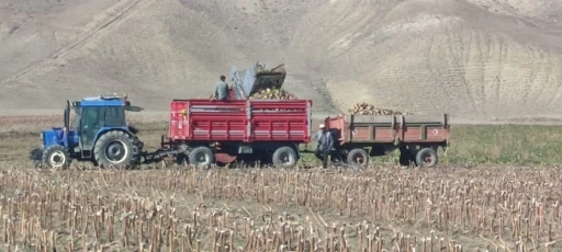 Aşkale’de şeker pancarı hasadı
