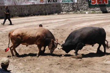 Ayder’de kıyasıya boğa güreşleri
