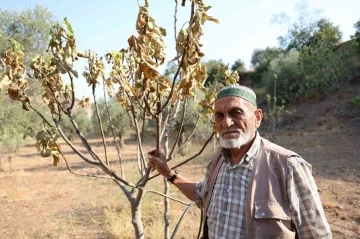 Aydın’da kuraklık ve susuzluk alarmı, incir ağaçları kurumaya başladı
