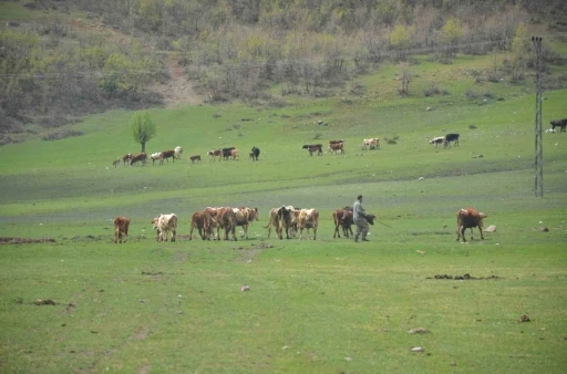 Aydın’da üreticilere hibe yem bitkisi tohumu dağıtılacak
