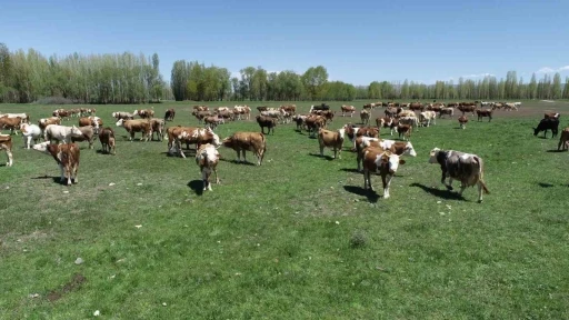 Aydıntepeli üreticiler için açılan ’Süt Sığırı Yetiştiricisi’ kursunda başvurular yarın bitiyor
