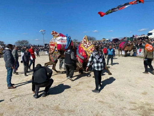 Ayvacık’ta deve güreşleri nefesleri kesti
