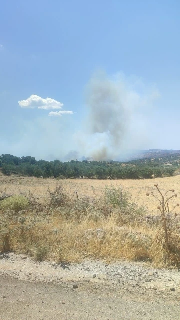 Ayvacık’ta zeytinlik alanda yangın
