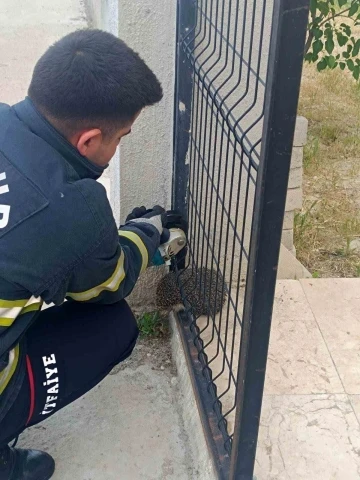 Bahçe kapısına sıkışan kirpinin imdadına itfaiye yetişti
