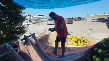 Balıkçılar yeni sezonda palamuttan umutlu
