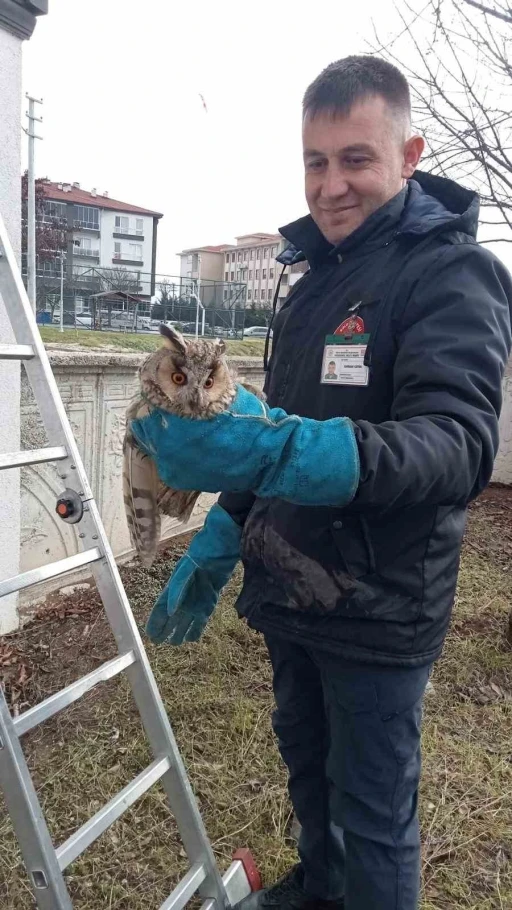 Balkonda mahsur kalan baykuş kurtarıldı
