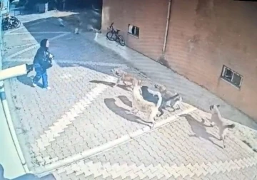 Başıboş köpeklerin saldırısına uğrayan kız öğrenci, korku dolu anları anlattı
