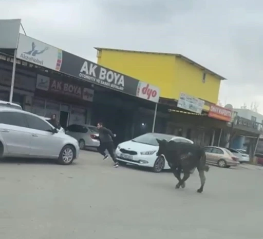 Batman’da sanayi sitesine giren inek esnafa zor anlar yaşattı
