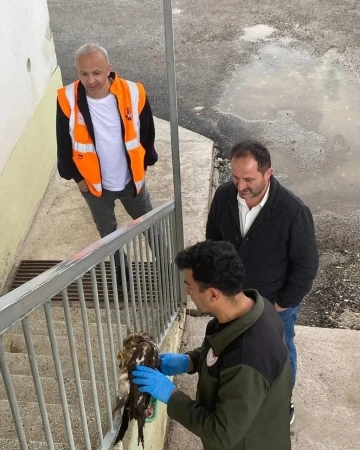 Bayburt’ta yaralı olarak bulunan yavru şahin tedavisi yapıldıktan sonra doğaya salındı
