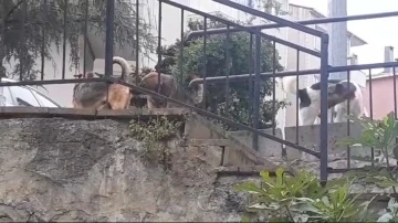 Beykoz’da başıboş köpeklere müdahale etmeyen Beykoz Belediyesi’ne mahalleliden tepki
