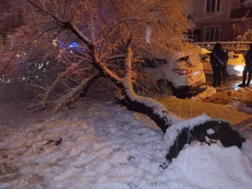 Bilecik’te ağaç otomobilin üstüne devrildi
