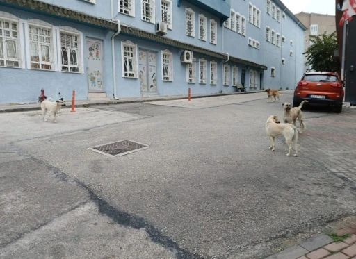 Bilecik’te başıboş köpekler yüzünden vatandaşlar sokağa çıkamıyor
