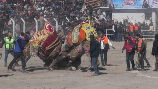 Bozdoğan’daki deve güreşi festivali, renkli görüntülere sahne oldu
