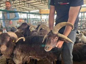 Bu koçları gören fotoğraf çekmeden gitmiyor
