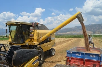 Buharkent’te buğday hasadı başladı
