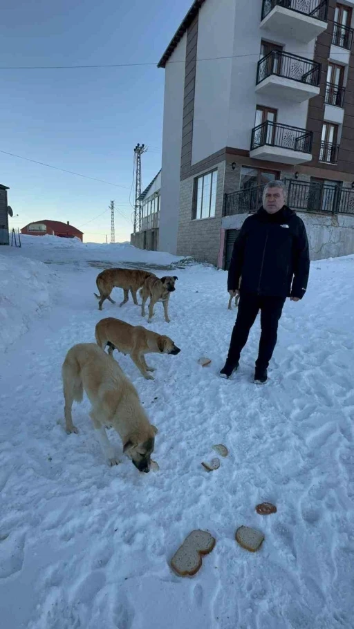 Bulancak Belediye Başkanı Sıbıç yayladaki köpekler için harekete geçti
