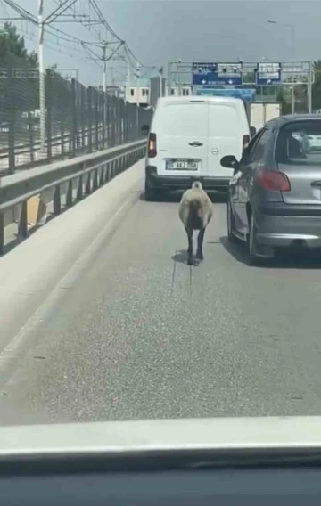 Bursa’da firar eden koyun, trafiği alt üst etti
