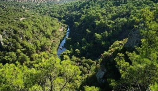 Çanakkale Ayvacık'ta ağaç kesimi başladı