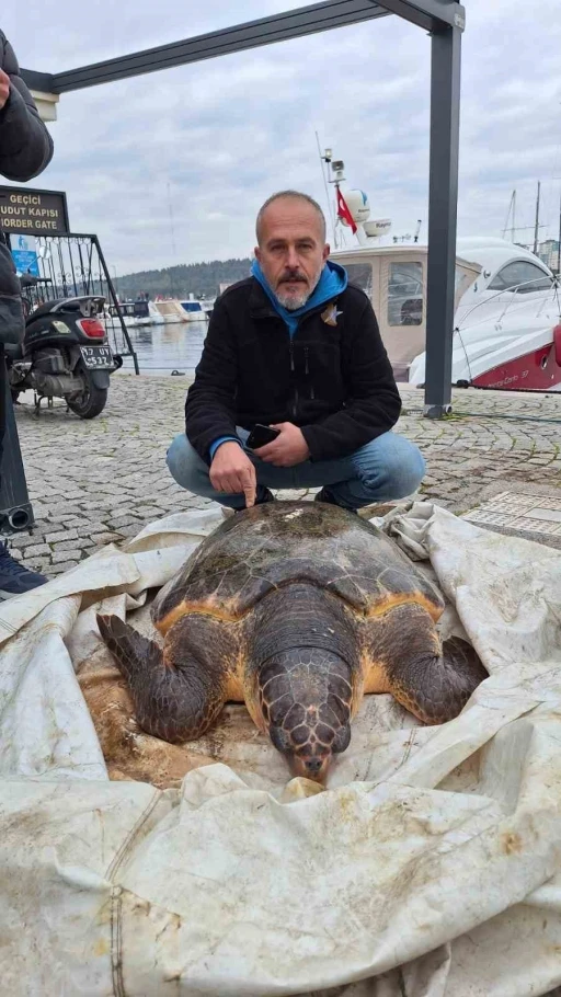 Çanakkale Boğazı’nda yolunu şaşıran caretta caretta yat limanına girdi
