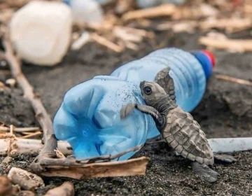 Caretta carettaların plastiklerle mücadelesi
