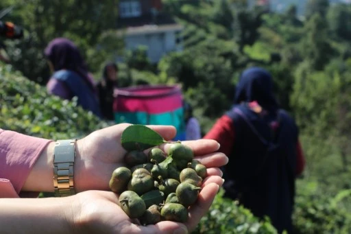 Çay Tohumu Toplama Sezonu Başladı