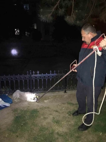 Çay yatağında mahsur kalan köpekleri itfaiye kurtardı
