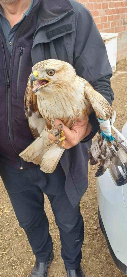 Çobanlar merada yaralı kızıl şahin buldu
