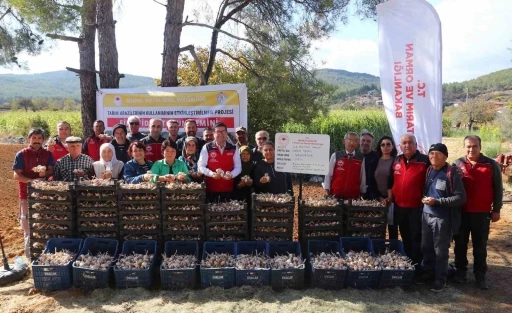 Ula Sarımsağı Üretiminde Yeni Dönem Başladı