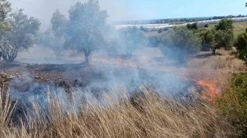 Çöplerden çıkan yangın, zeytin ağaçlarına zarar verdi
