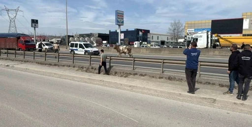 D-100’e çıkan tosun ortalığı birbirine kattı: O anlar kamerada
