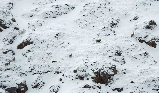 Dağ keçileri Munzur Dağlarına renk katıyor
