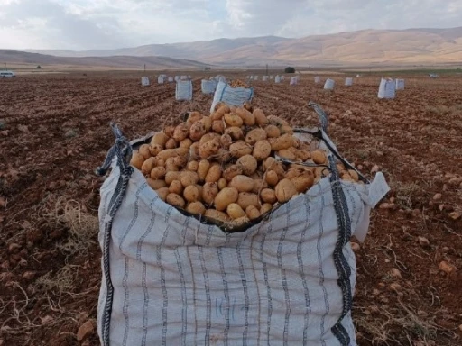 Darende’de patates hasadına başlanıldı
