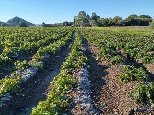 DATÇA'DA DON, PATATES ÜRETİMİNİ VURDU