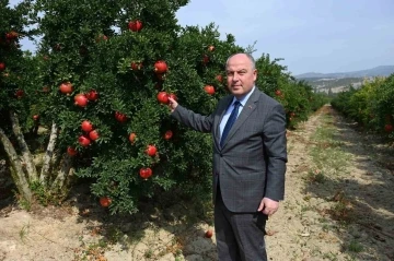 Denizli’de bu yıl 50 bin tonun üzerinde nar hasadı bekleniyor
